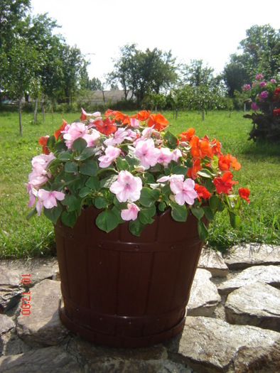 DSC06306 - florile din jurul casei