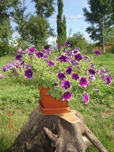 DSC06308 - florile din jurul casei