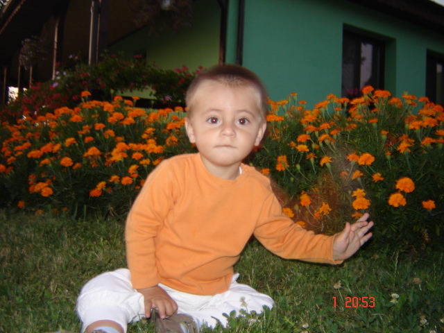 DSC06418 - florile din jurul casei