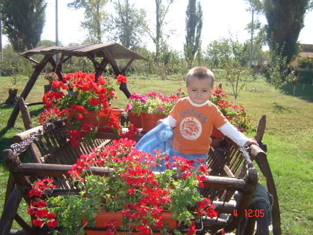 DSC06631 - florile din jurul casei