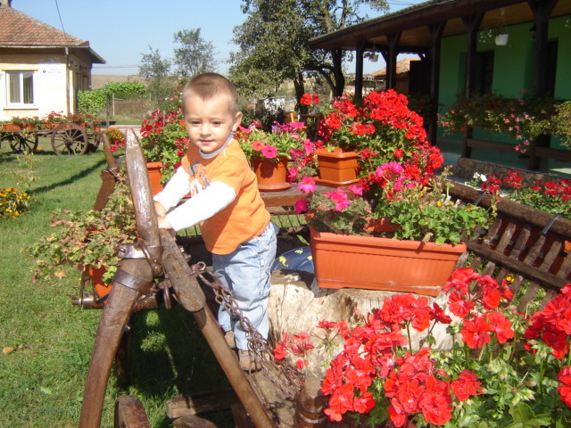 DSC06632 - florile din jurul casei