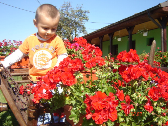 DSC06633 - florile din jurul casei