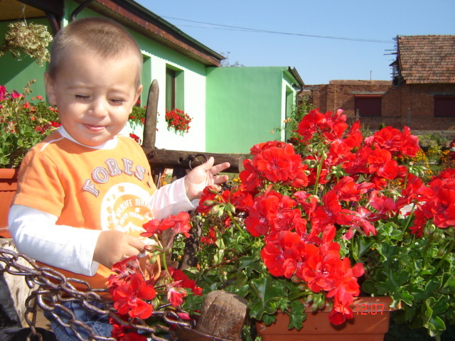 DSC06637 - florile din jurul casei