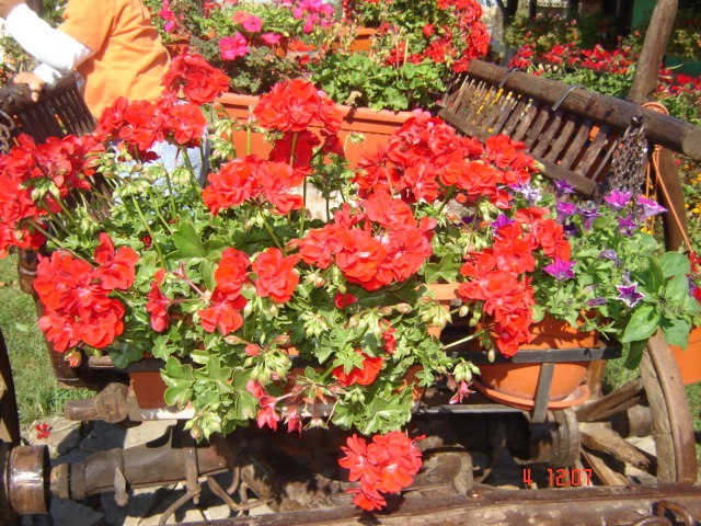 DSC06639 - florile din jurul casei