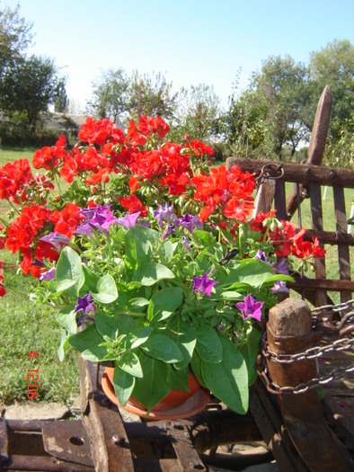 DSC06641 - florile din jurul casei