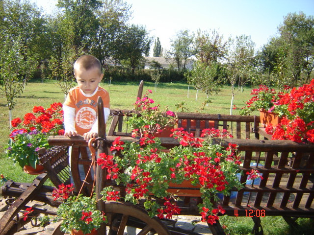 DSC06642 - florile din jurul casei