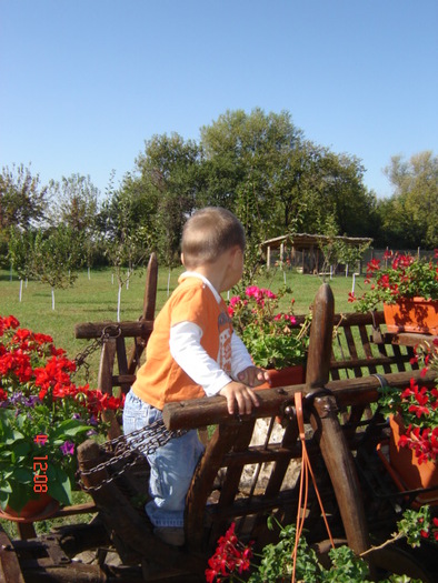 DSC06643 - florile din jurul casei