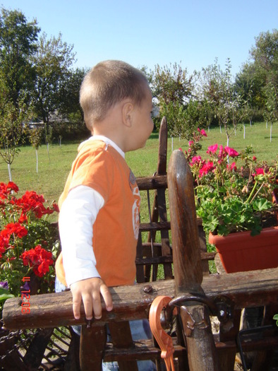 DSC06644 - florile din jurul casei