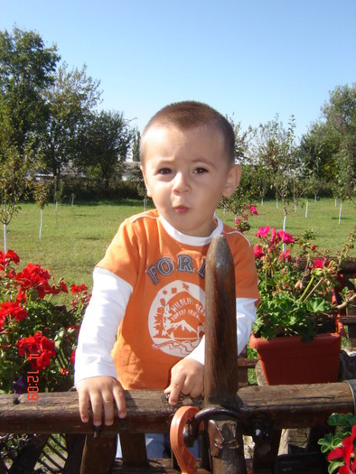 DSC06645 - florile din jurul casei