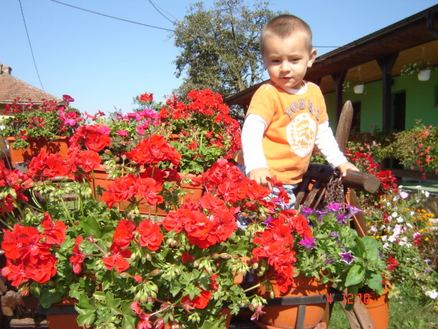 DSC06650 - florile din jurul casei