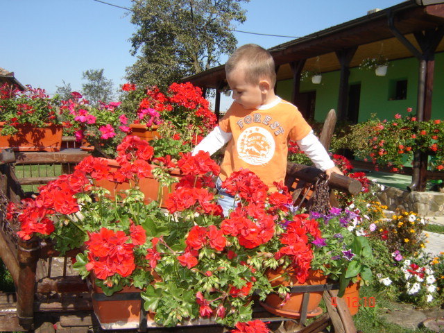 DSC06652 - florile din jurul casei