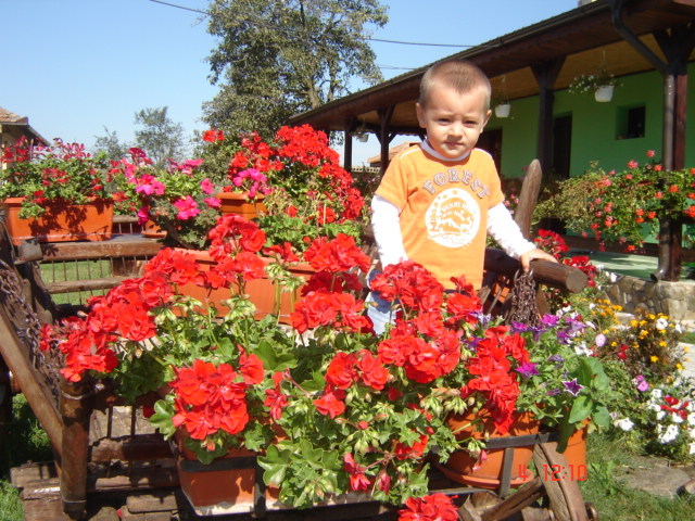 DSC06653 - florile din jurul casei