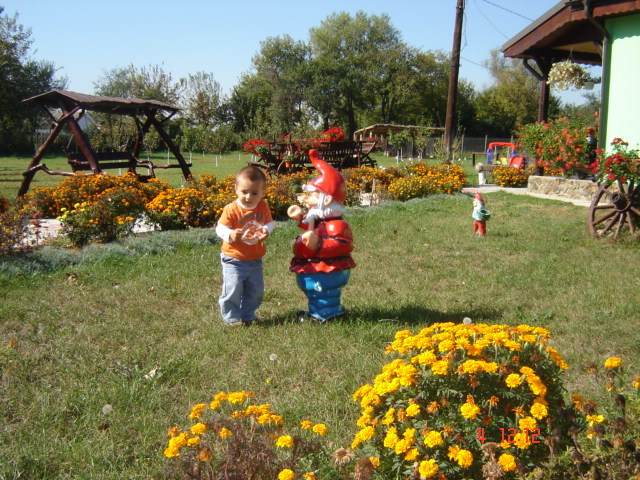DSC06661 - florile din jurul casei