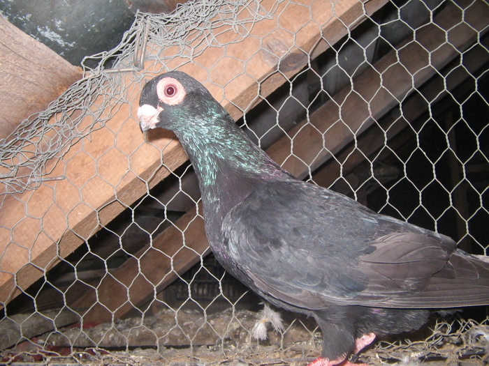 indian englez RO 2010 M