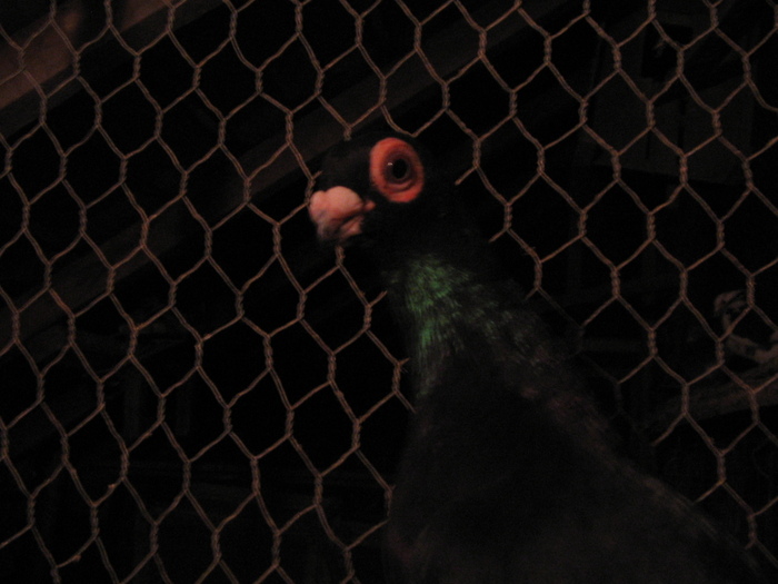 indian englez RO 2010 M