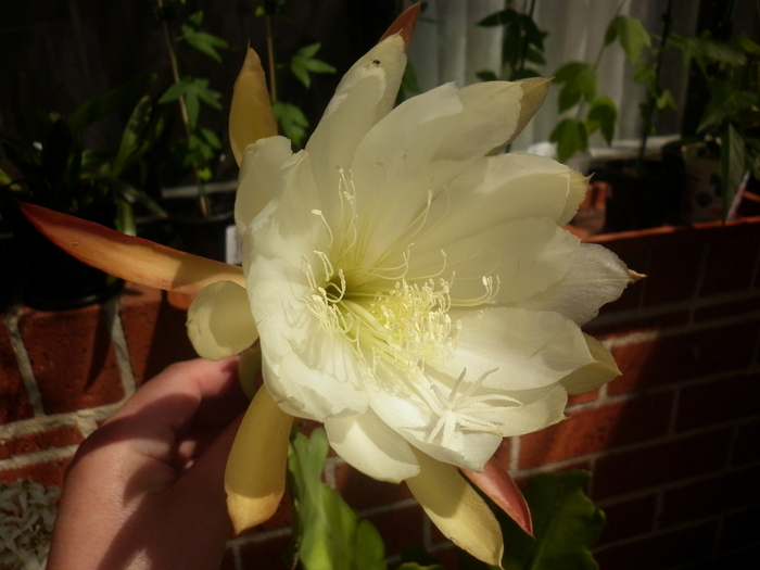  - White epiphyllum