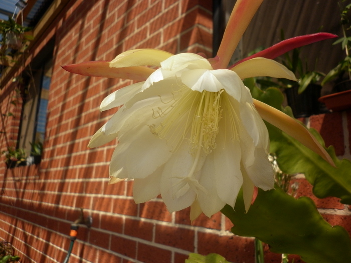  - White epiphyllum