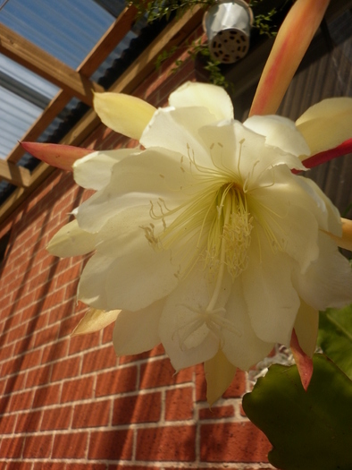  - White epiphyllum