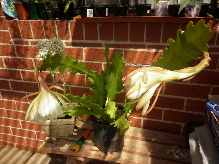 P1000898 - White epiphyllum