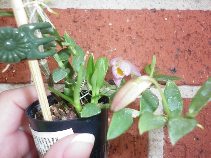 planta 2 - Dendrobium loddigesii