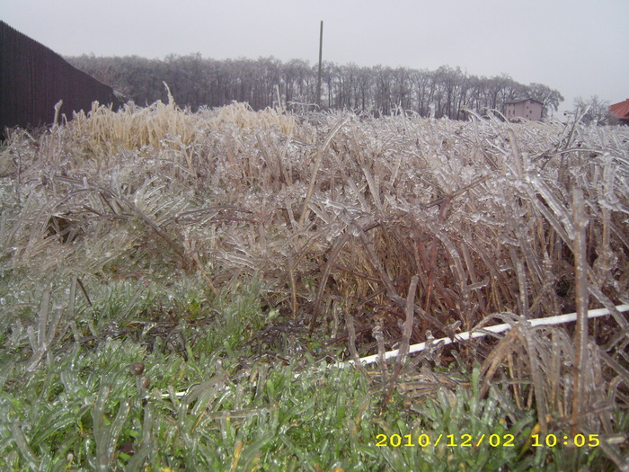 ploaia de gheata - Snagov2010