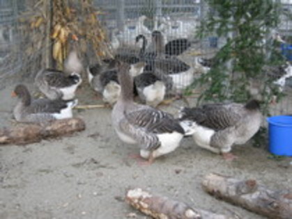 expo galati -pagina dodevasile - 7-anunt important