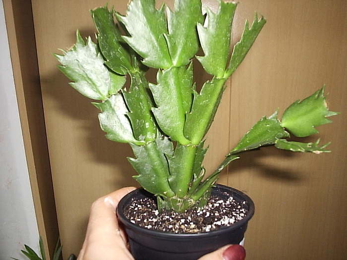 schlumbergera portocalie