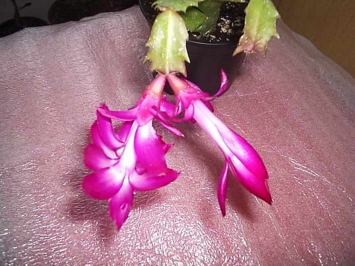 04.12.2010 - schlumbergera