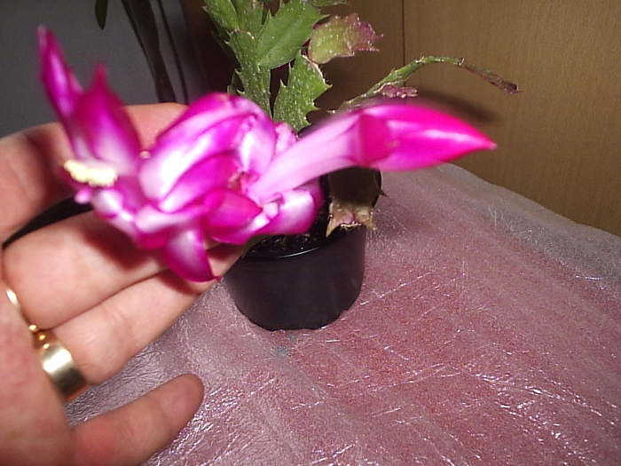 04.12.2010 - schlumbergera