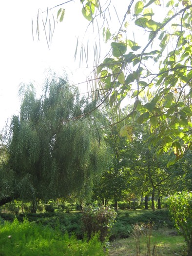 parcul a fost terminat in 1977  80 de hectare - Bucuresti 3 zona Colentina Plumbuita Tei