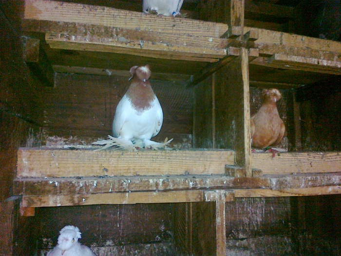 04122010759 - 1712 Marian Serbancea