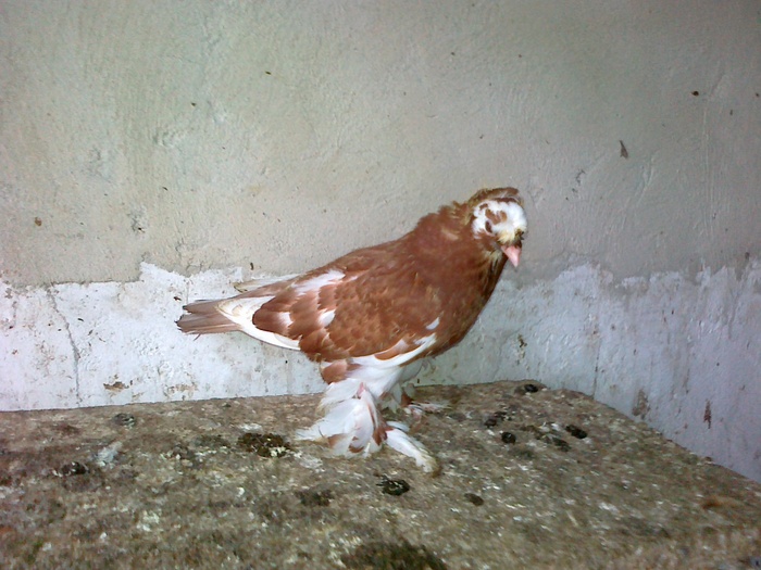 04122010764 - 1712 Marian Serbancea