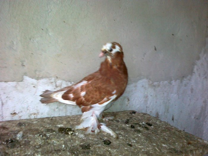 04122010765 - 1712 Marian Serbancea