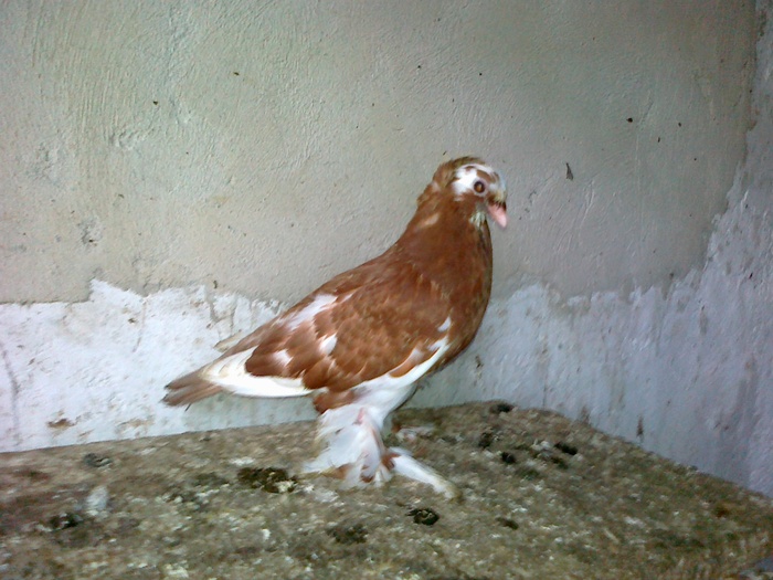 04122010766 - 1712 Marian Serbancea