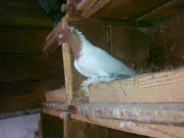 04122010768 - 1712 Marian Serbancea