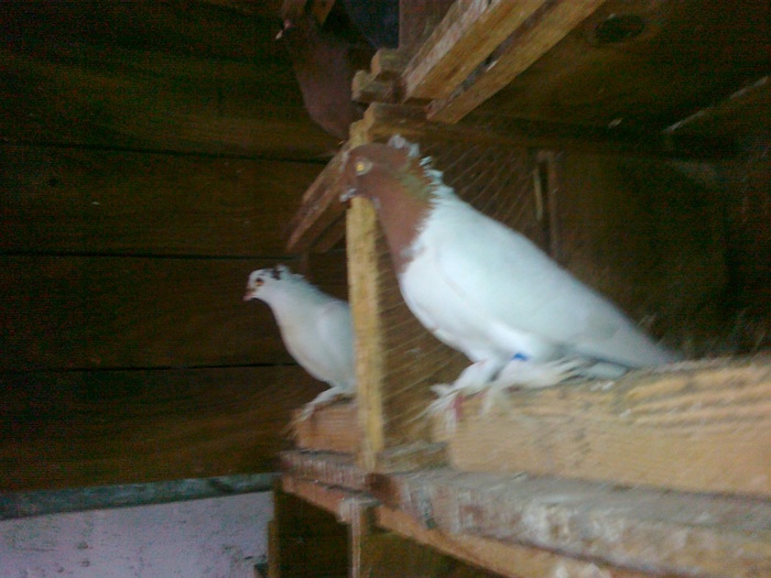 04122010769 - 1712 Marian Serbancea