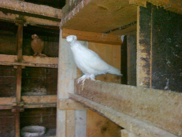 04122010773 - 1712 Marian Serbancea