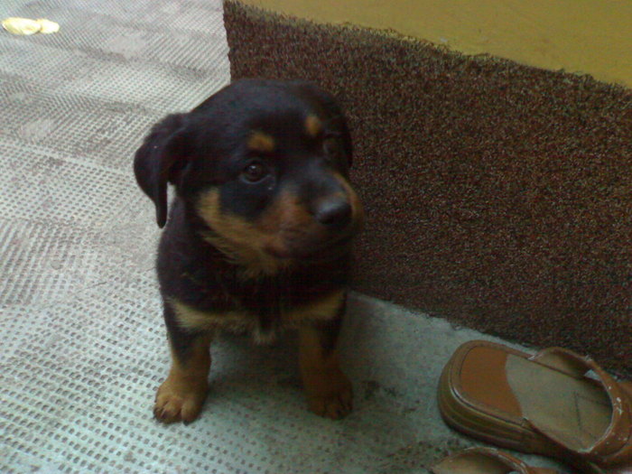  - Rottweiler paza casei