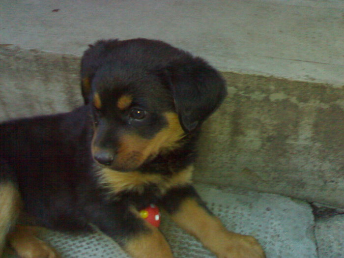  - Rottweiler paza casei