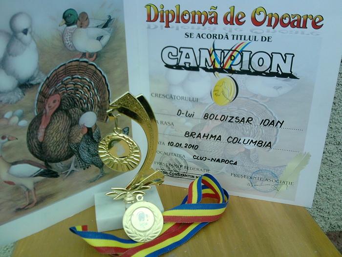 campion judetean Cluj - CUPE si DIPLOME 2010-2013