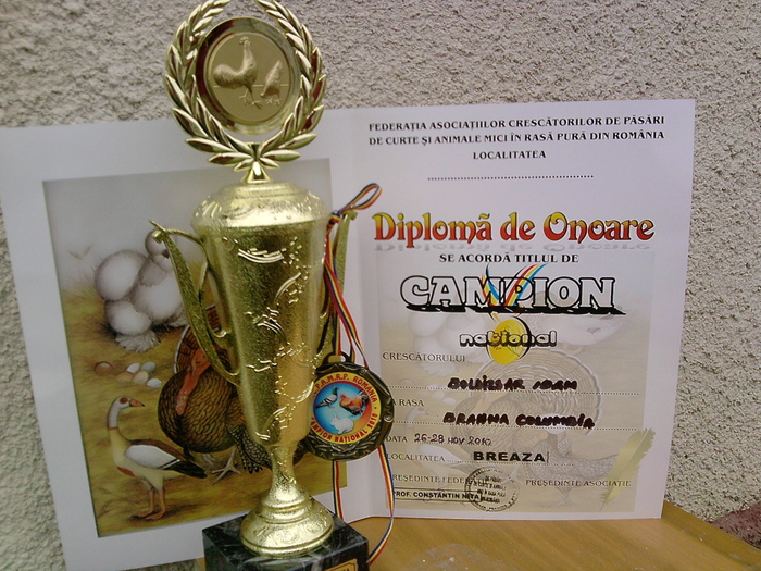 campion national nov 2010 Breaza - CUPE si DIPLOME 2010-2013