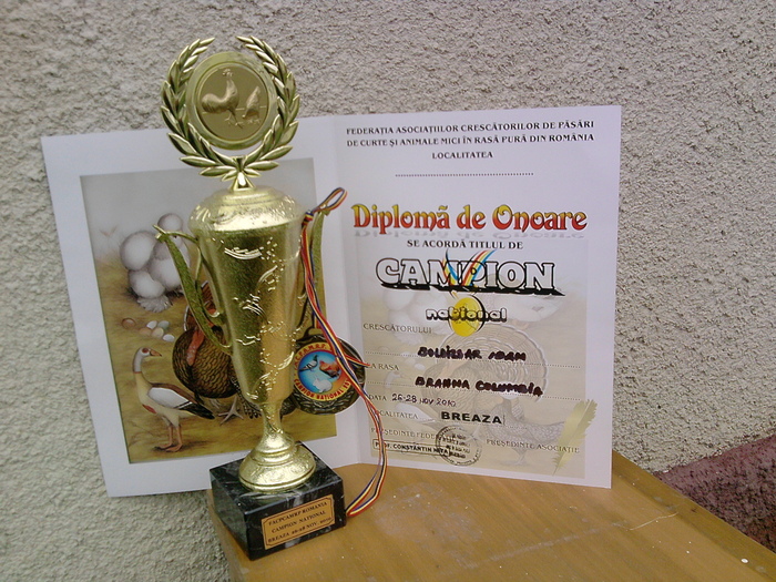 campion national Breaza 2010