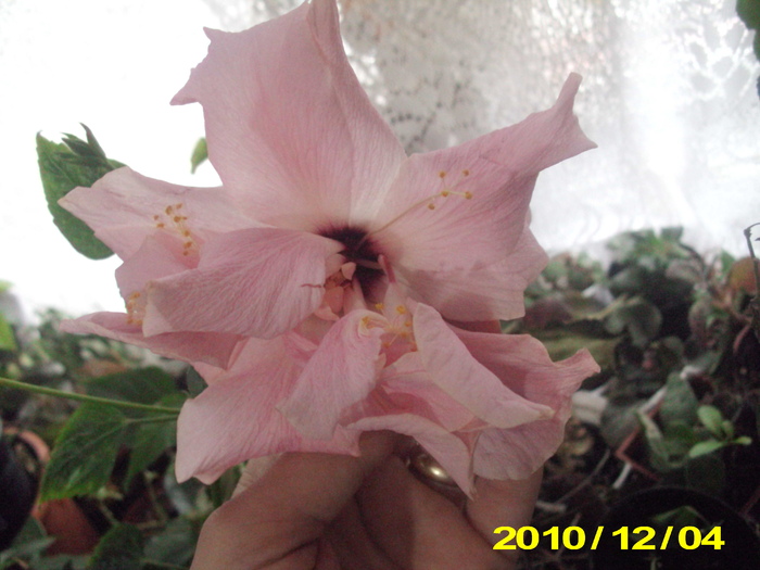 Picture 002 - hibiscus