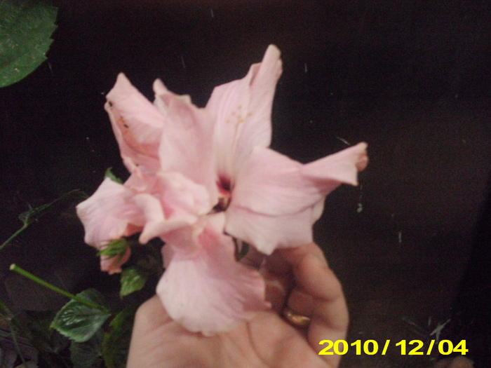 Picture 007 - hibiscus