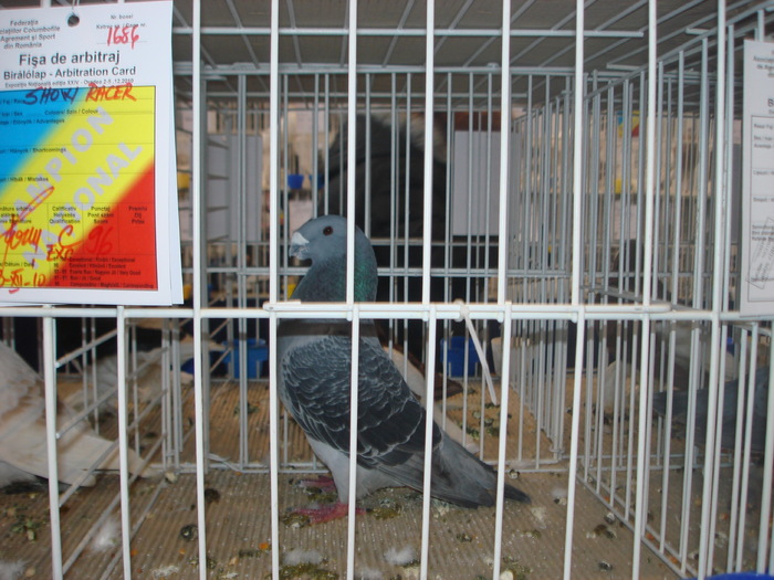 Campion National Show Racer