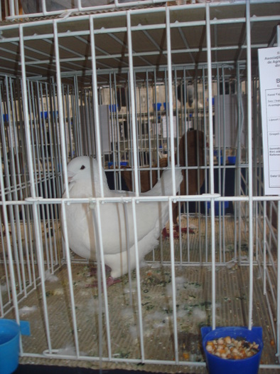 Campion National Giant Homer 96p