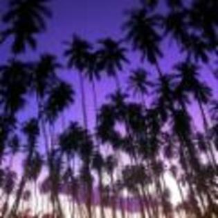 www_peisaje_ro-Hawaiian_Palm_Grove - peisaje
