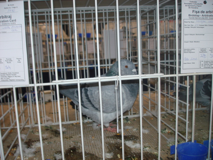 DSC05470 - EXPOZITIE RO NATIONALA 2010