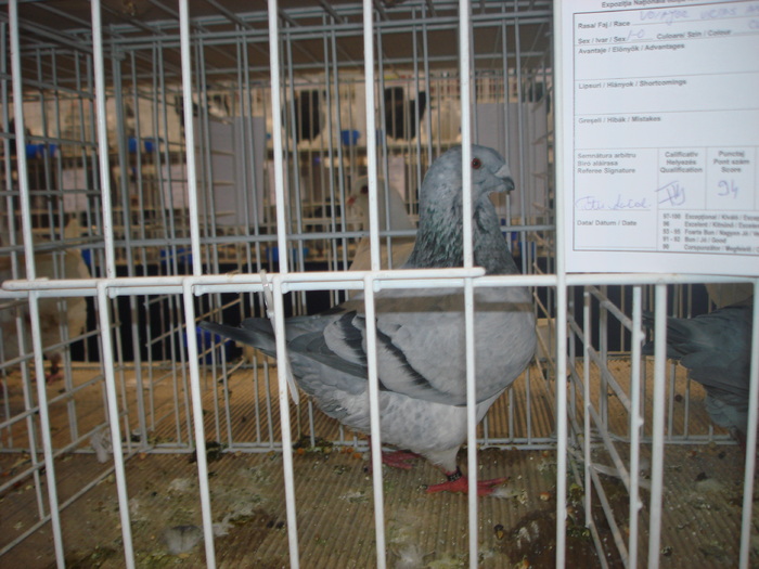 Campion National Giant Homer 97p