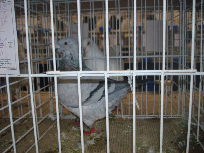 Campion National Giant Homer 97p